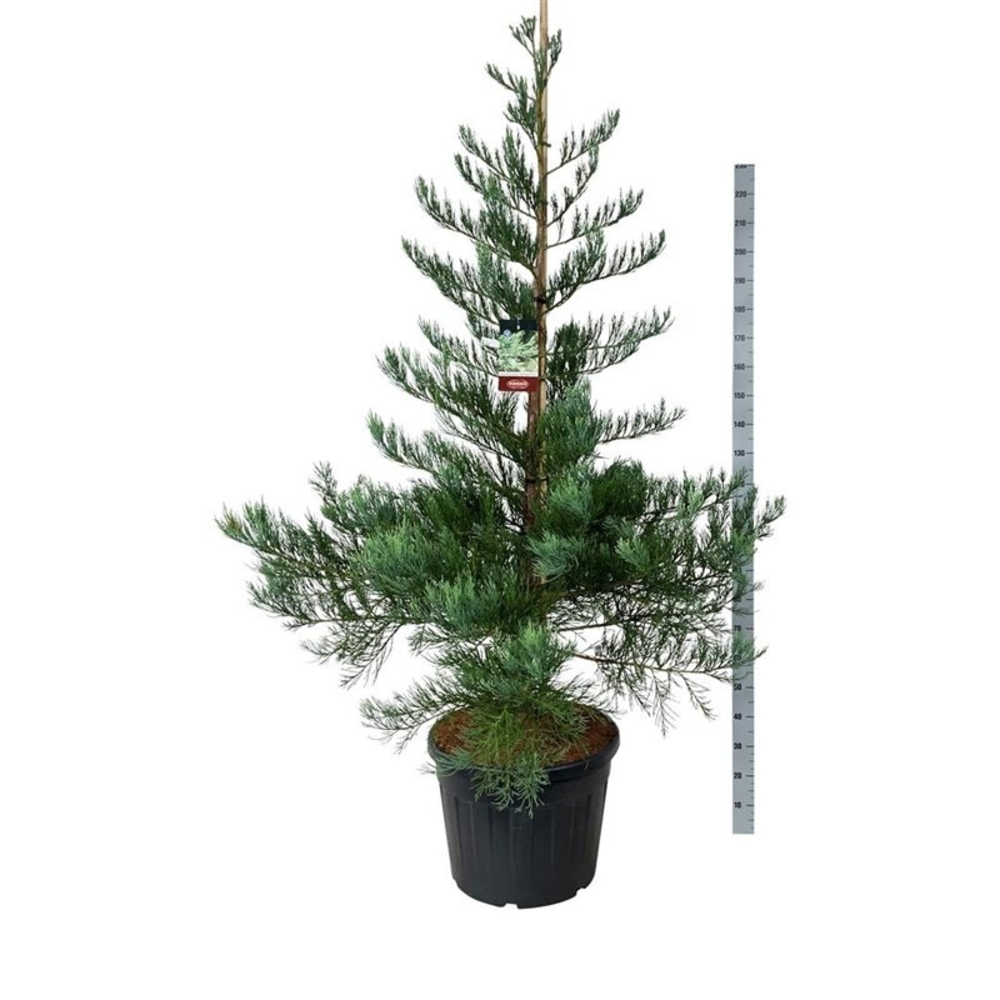 Sequoiadendron g. 'H. Mammoth One'.