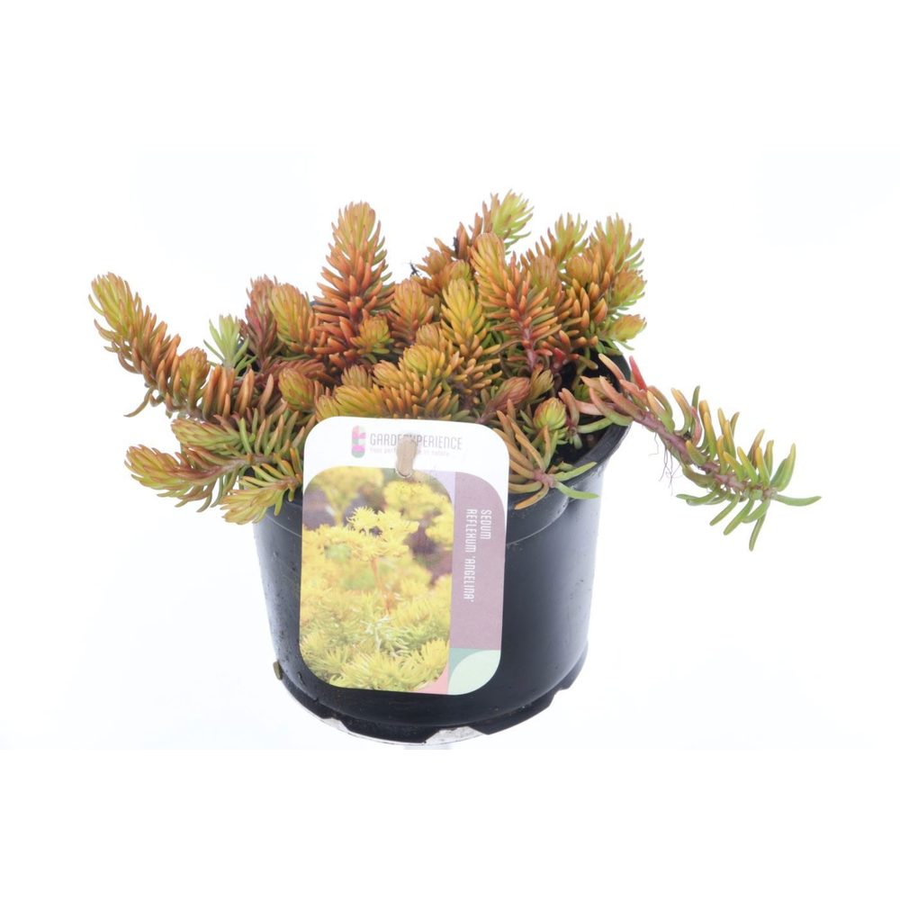 Sedum reflexum Angelina.