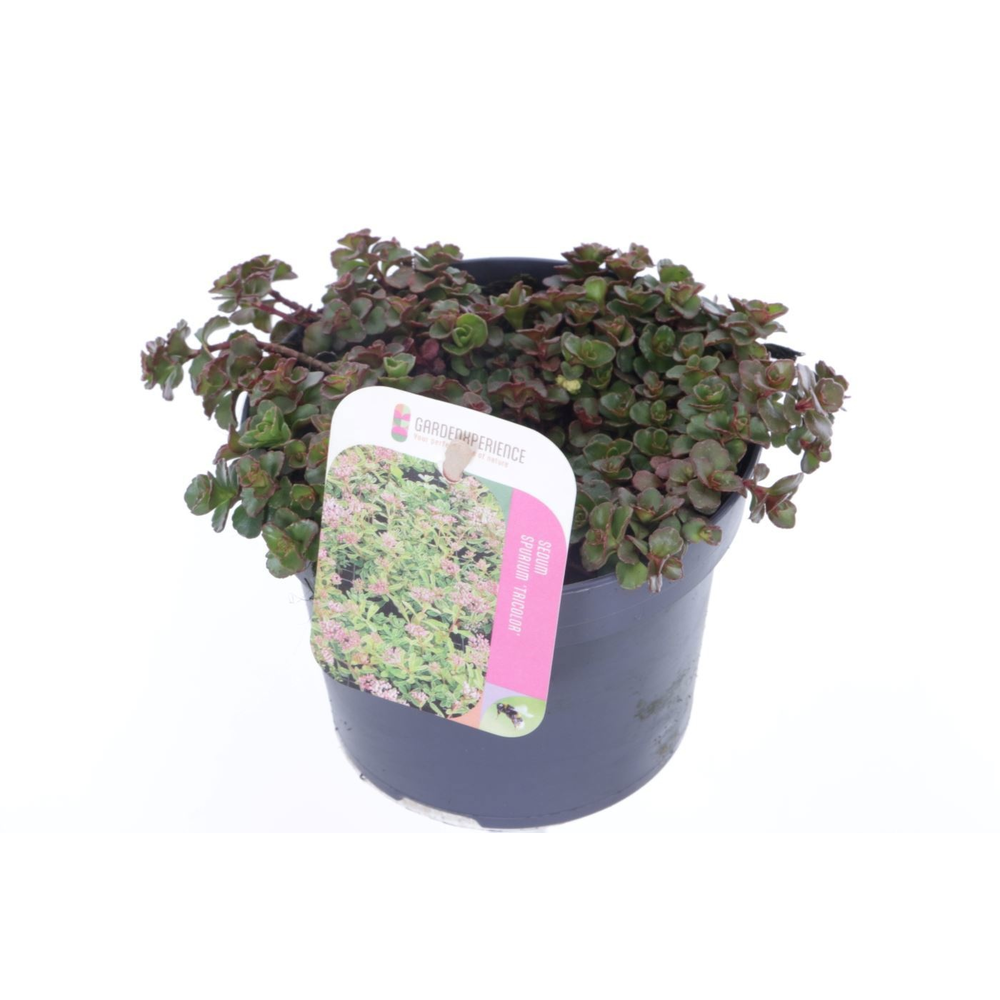Sedum spurium Tricolor.