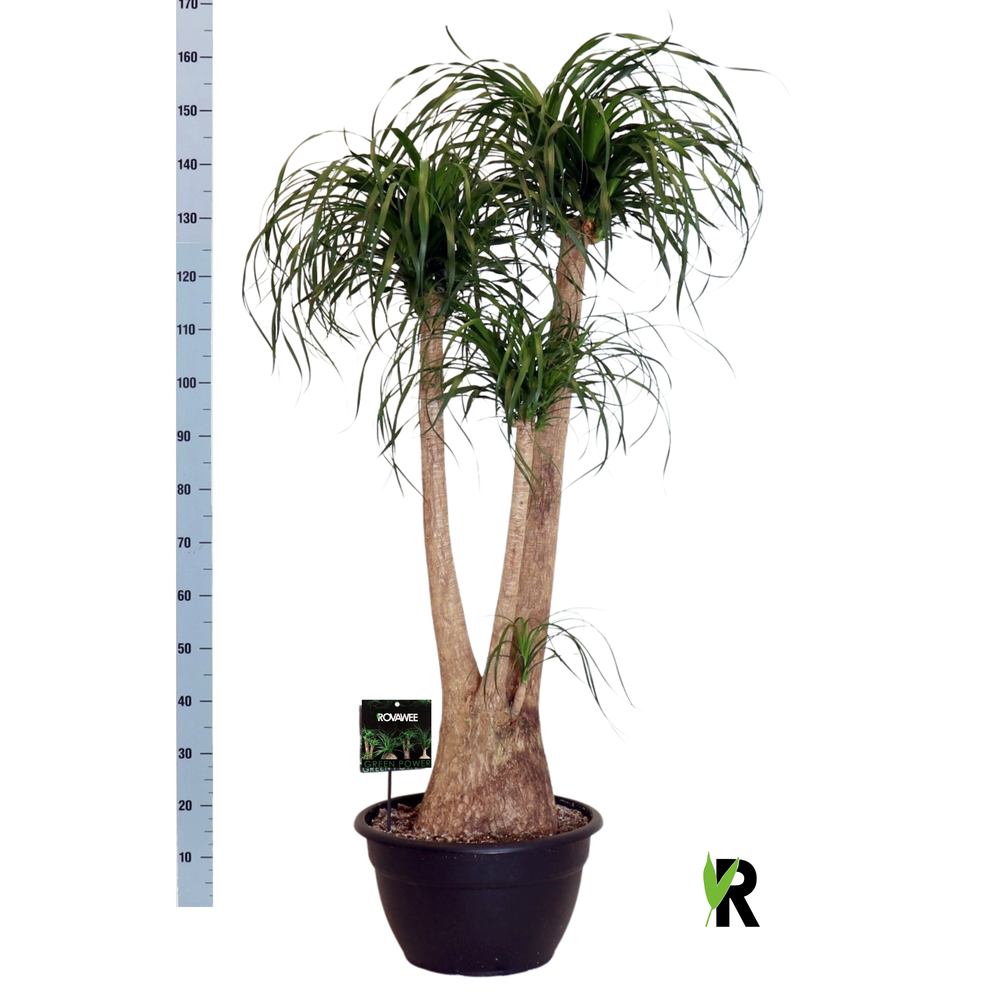 Beaucarnea rec. vertakt.