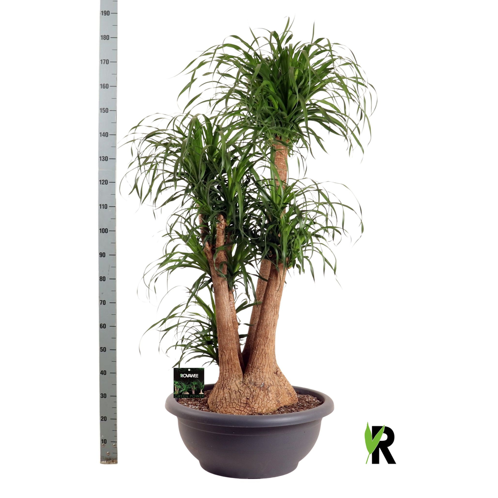 Beaucarnea rec. vertakt.