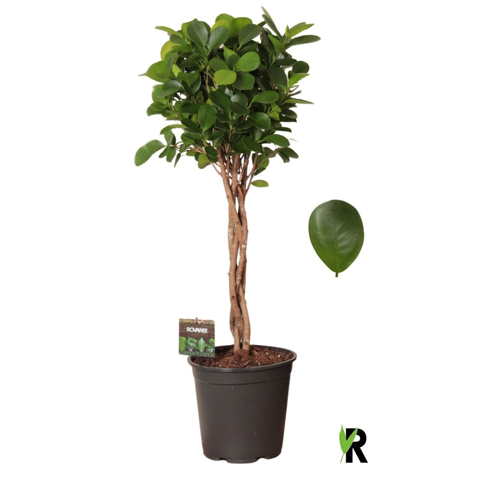 Ficus micr. Moclame gevlochten stam.
