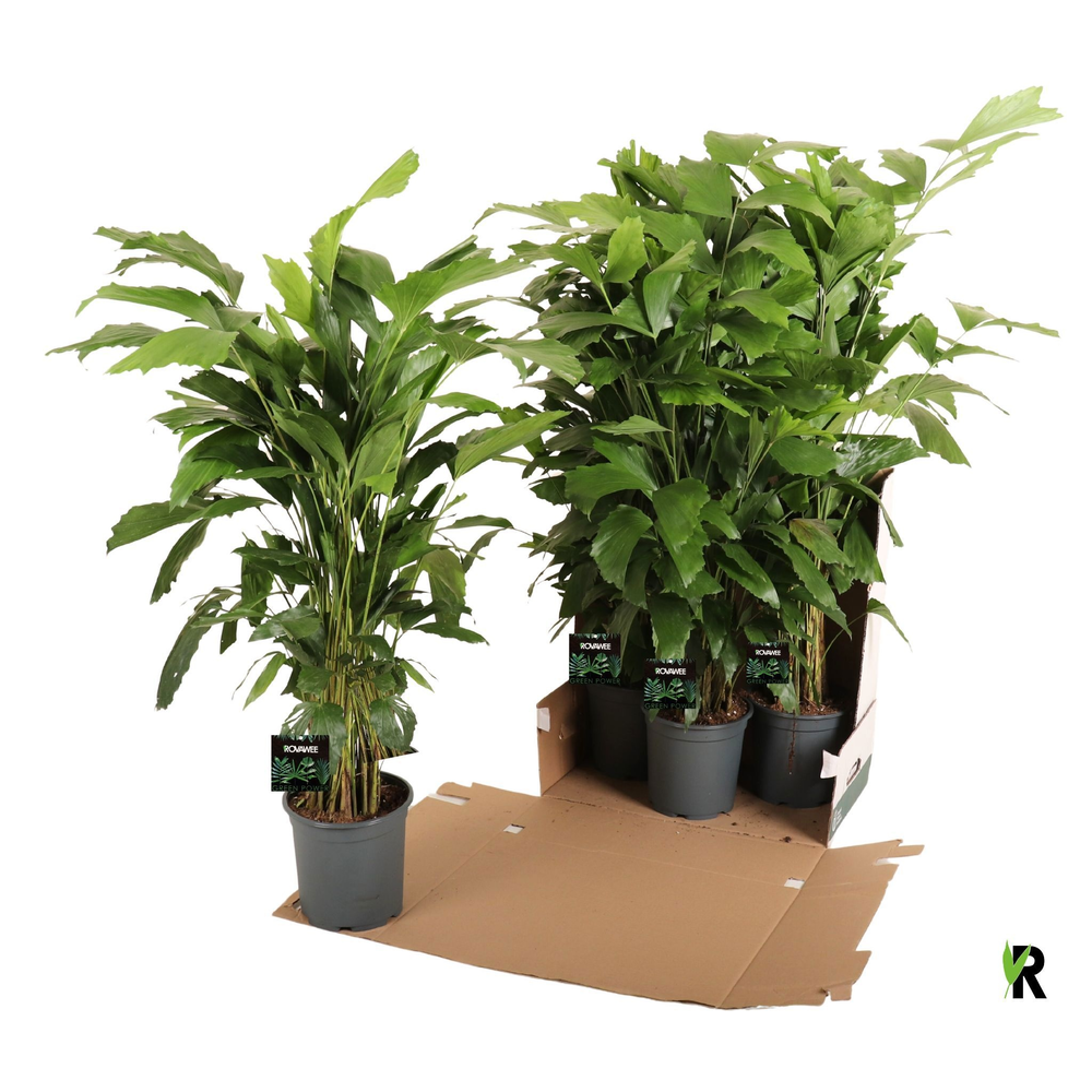 Caryota mitis in fust 352.