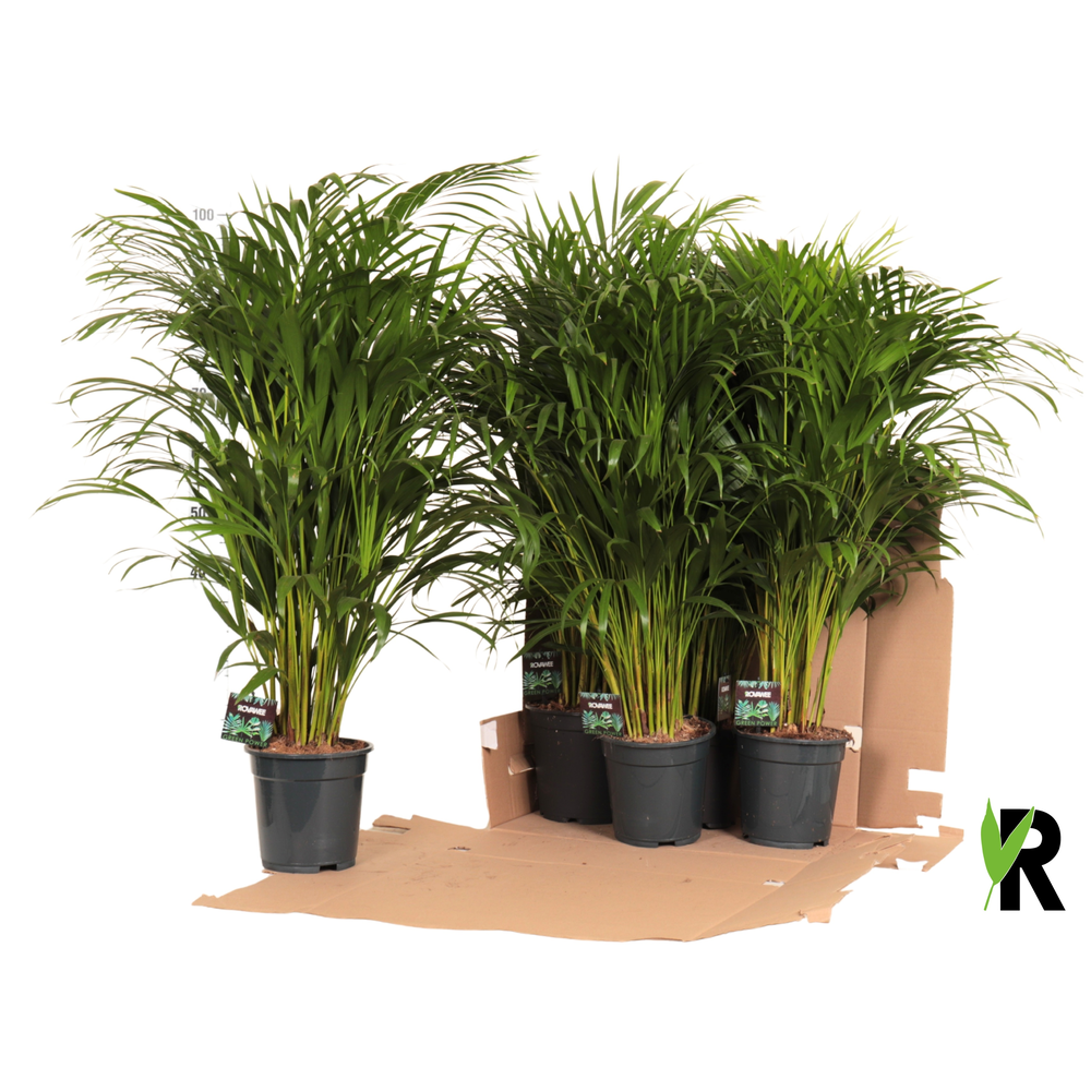 Dypsis lutescens in fust 352.