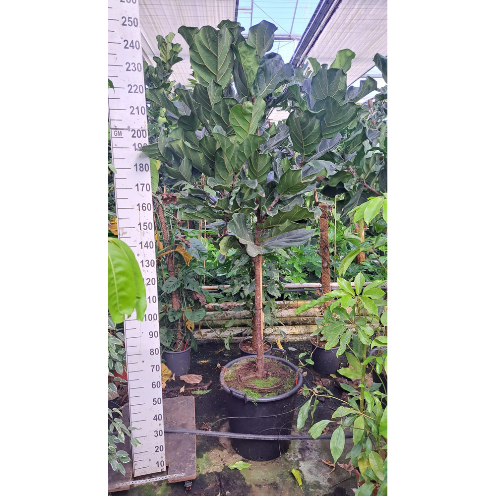 Ficus Lyrata stam 280.