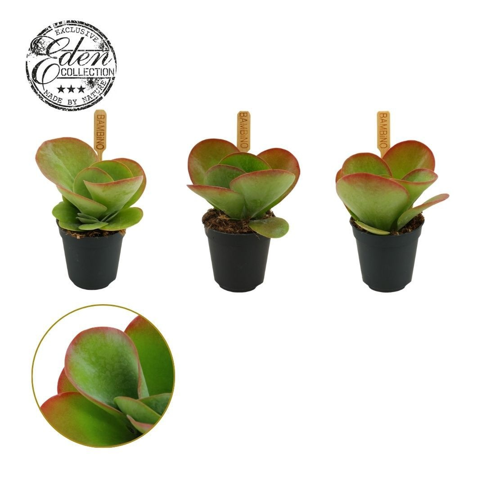 Kalanchoe Thyrsiflora 5,5cm.