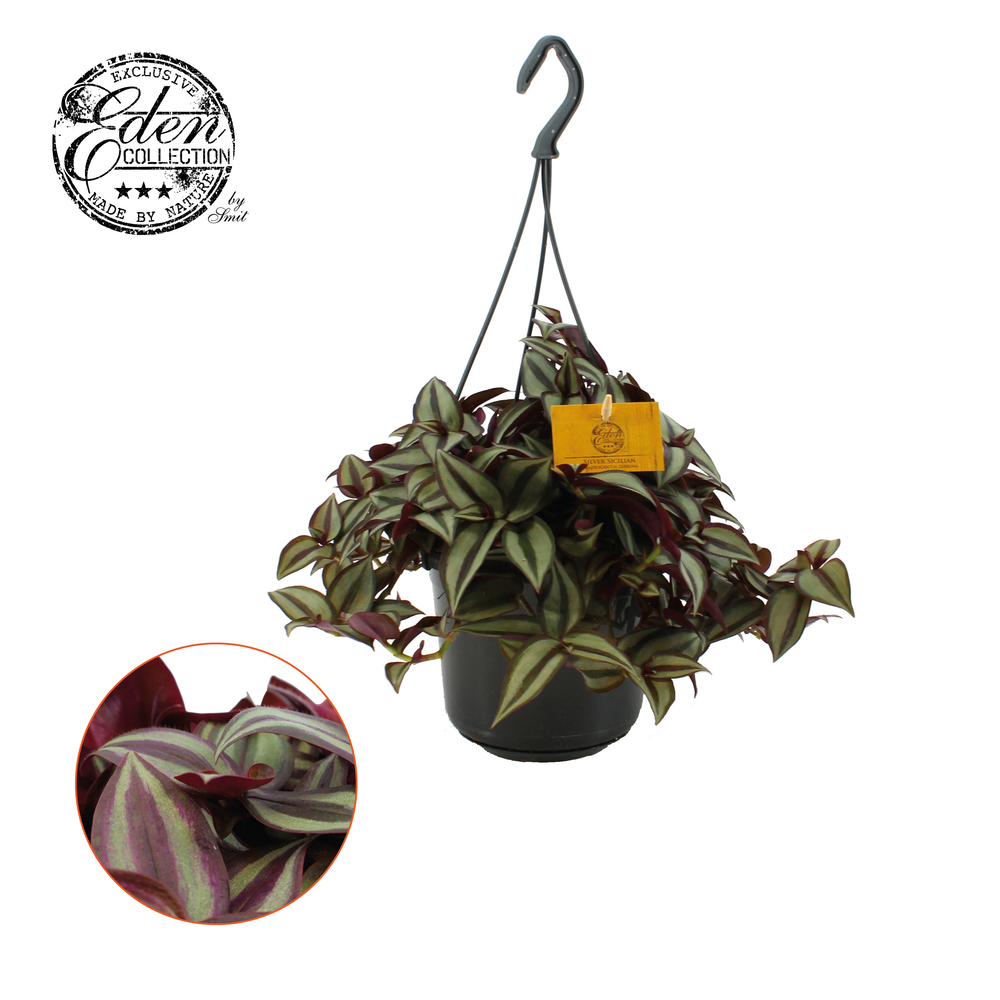 Tradescantia Zebrina 15cm HP.