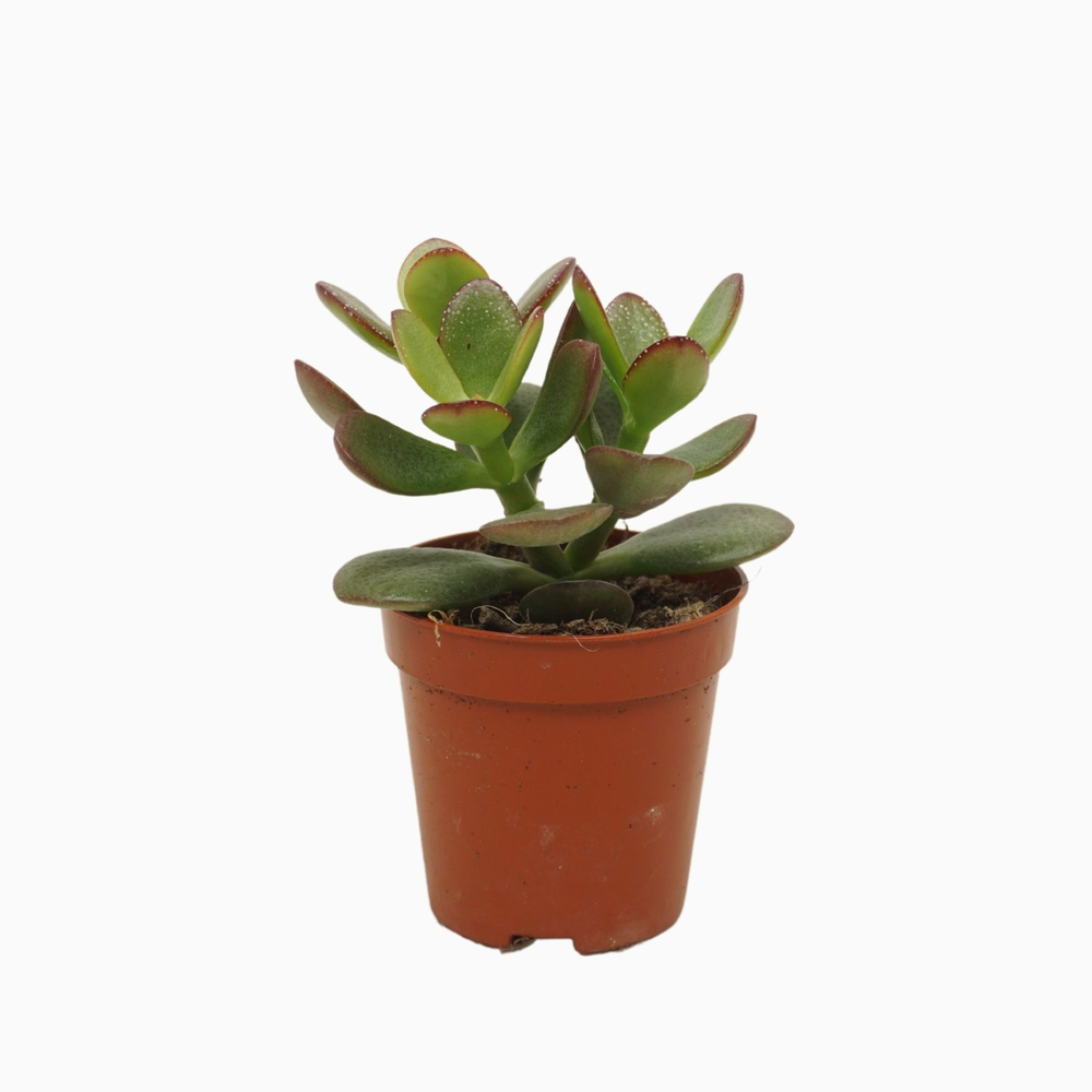 Crassula minor 5,5 cm.