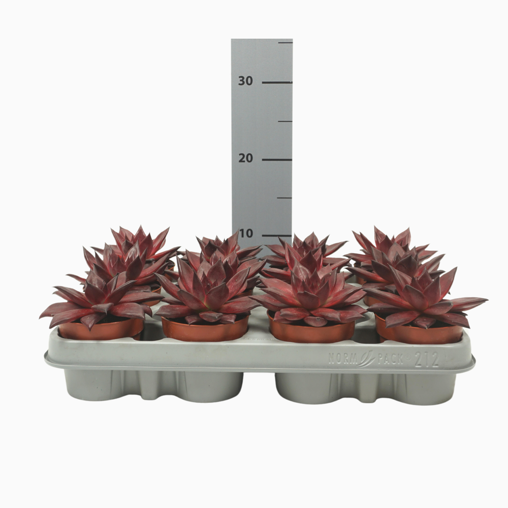 Echeveria atlas 8,5 cm.