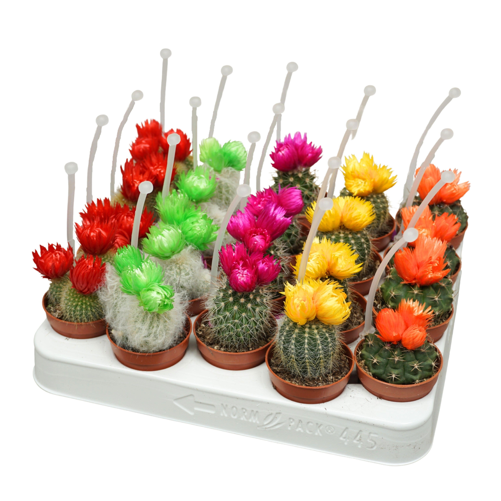 Cactus op rij 5,5 cm met 3 plakbloemen met picker.