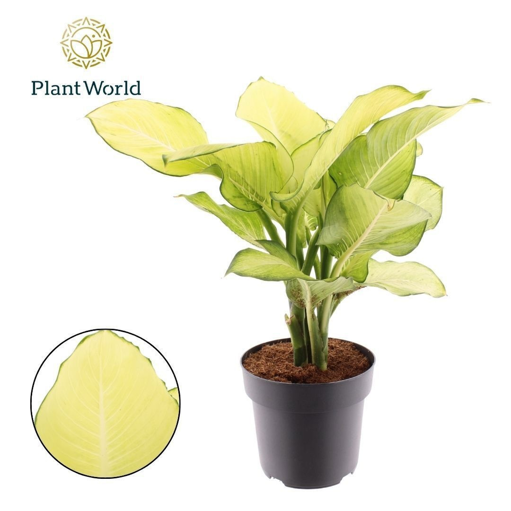 Dieffenbachia Tropic Marianne P21.
