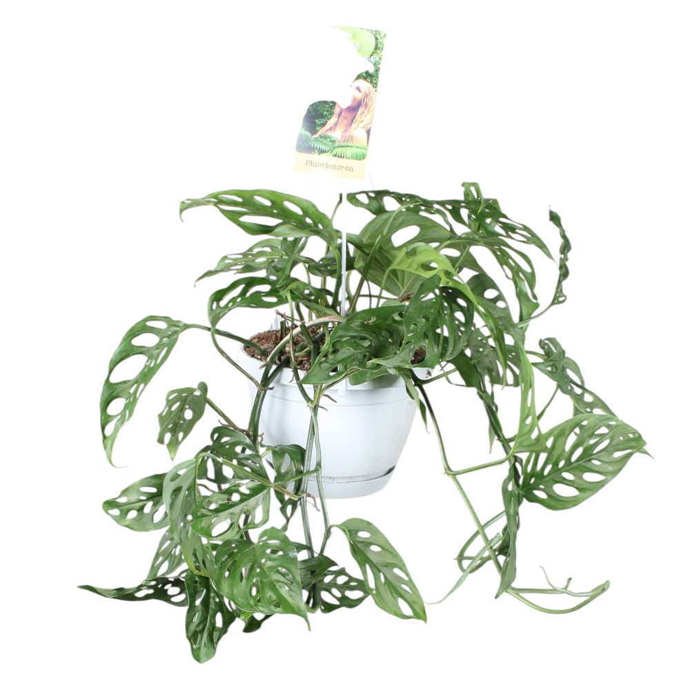 Monstera obliqua in hangpot.
