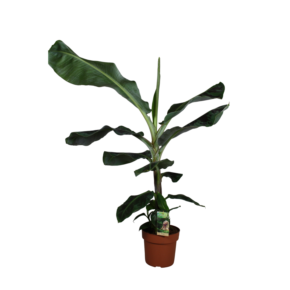 Musa Dwarf Cavendish.
