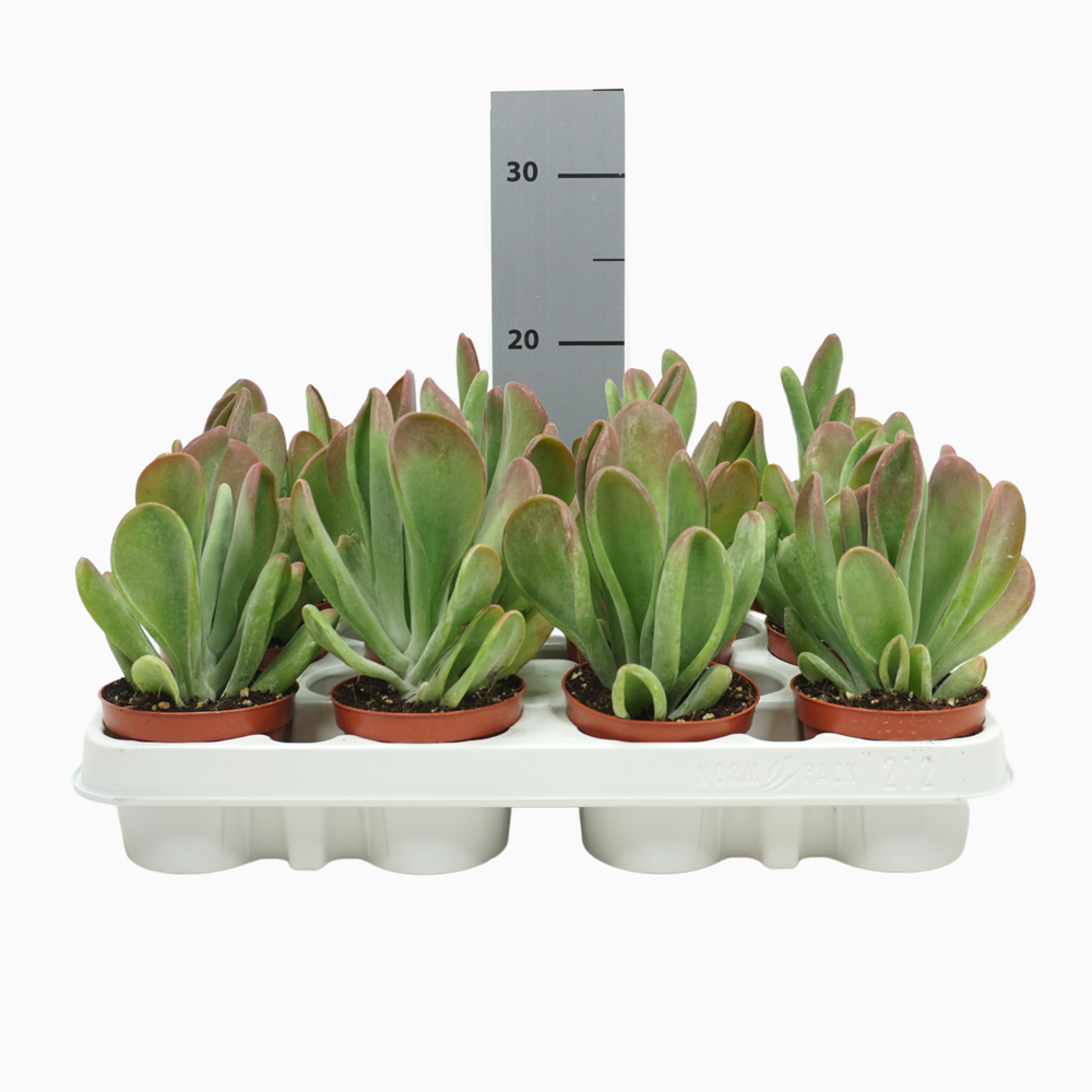 Kalanchoë oricula 8,5 cm.