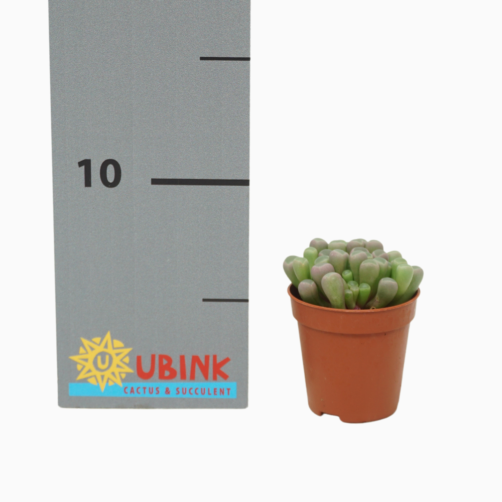 Frithia pulchra 5,5 cm..