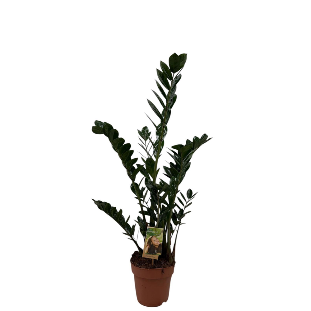 Zamioculcas 4-5 veren - hoogte 70-80.