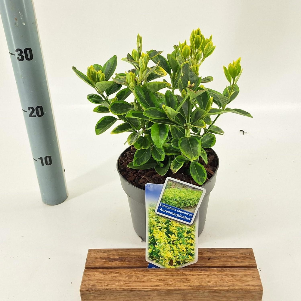 Euonymus jap. 'Aureomarginatus'.