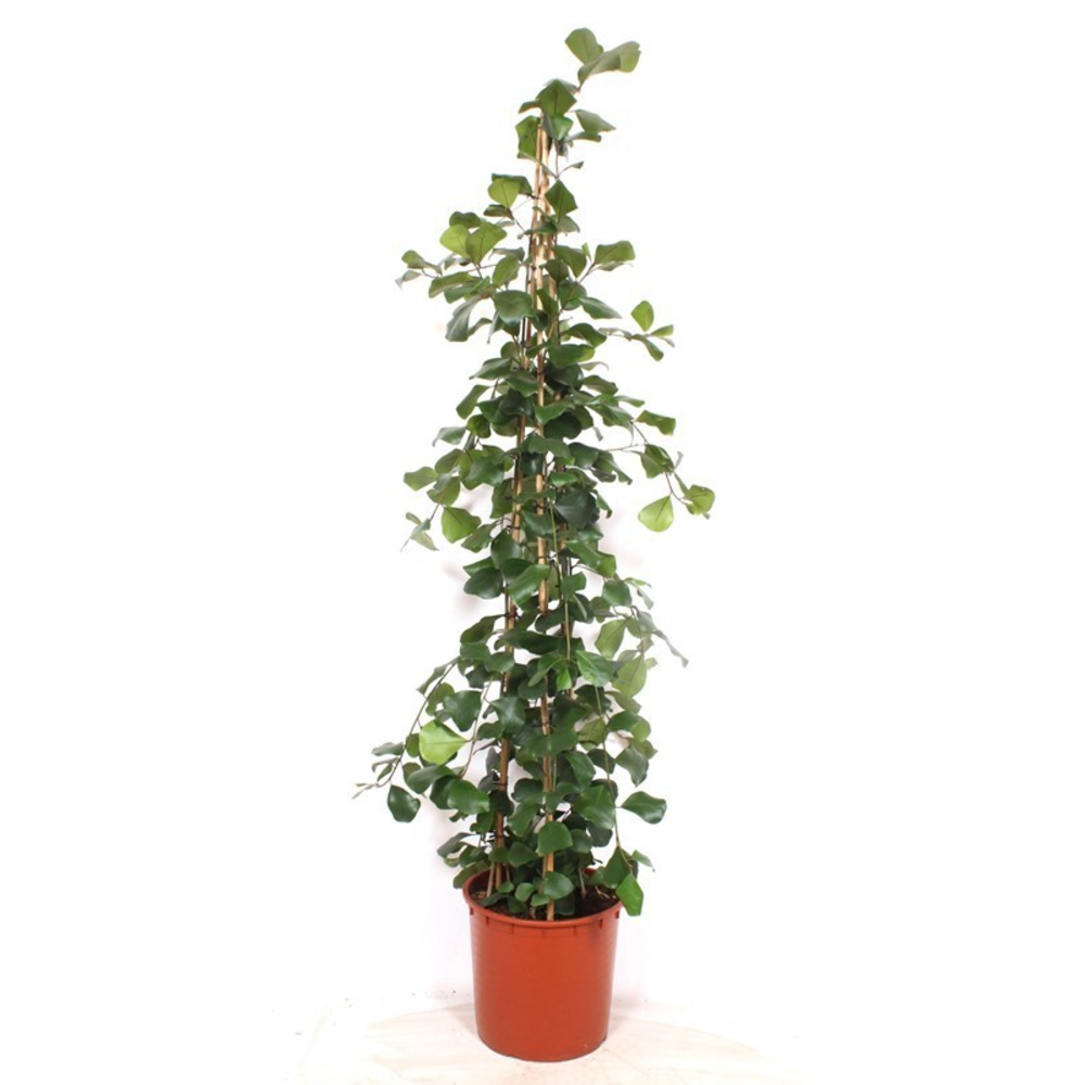 Ficus Trinova.