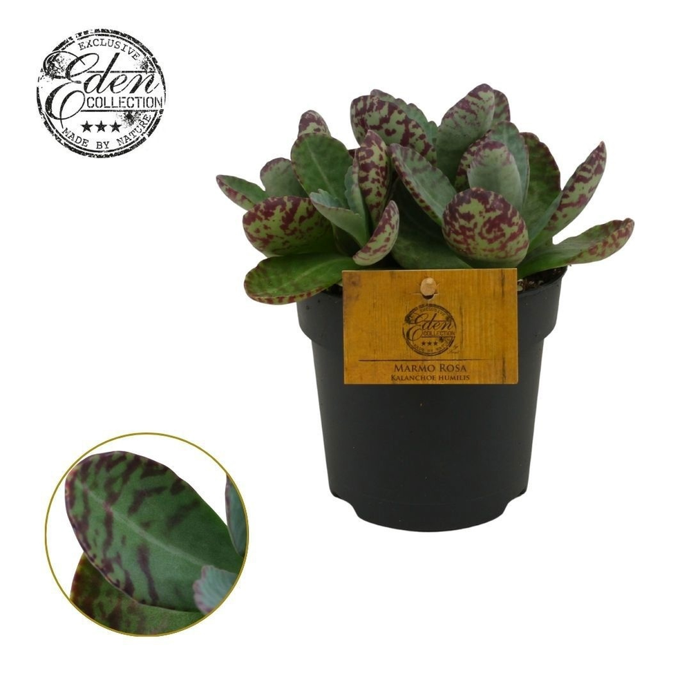 Kalanchoe Humilis 12cm.