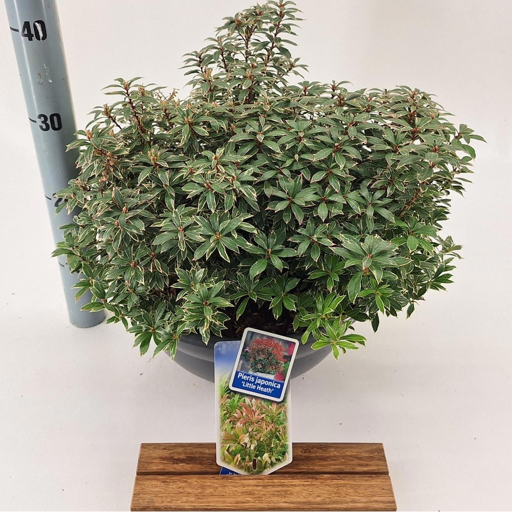 Pieris jap. ‘Little Heath’.