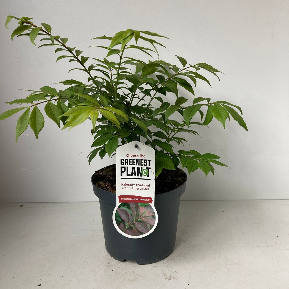 Euonymus alatus 'Compactus'.