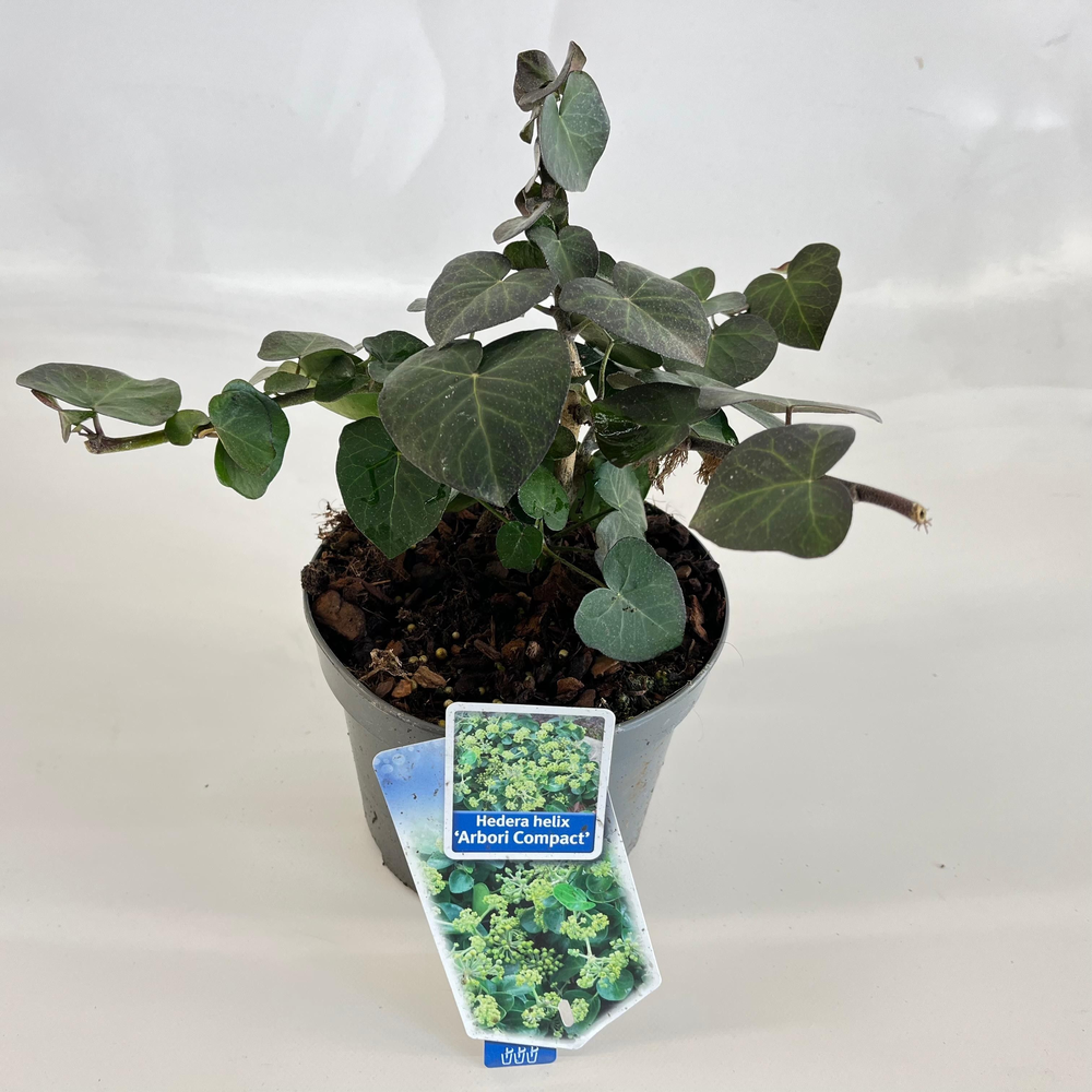 Hedera helix 'Arbori Compact'.