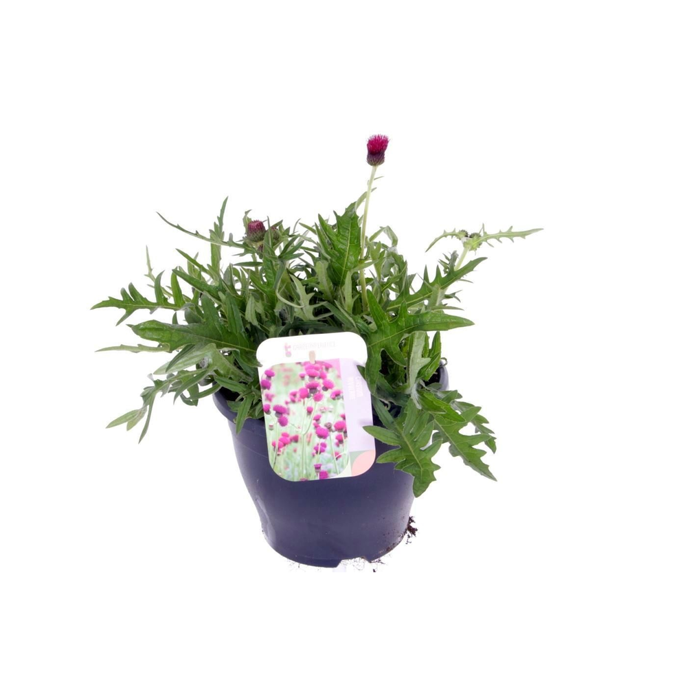 Cirsium rivulare atropurpureum.