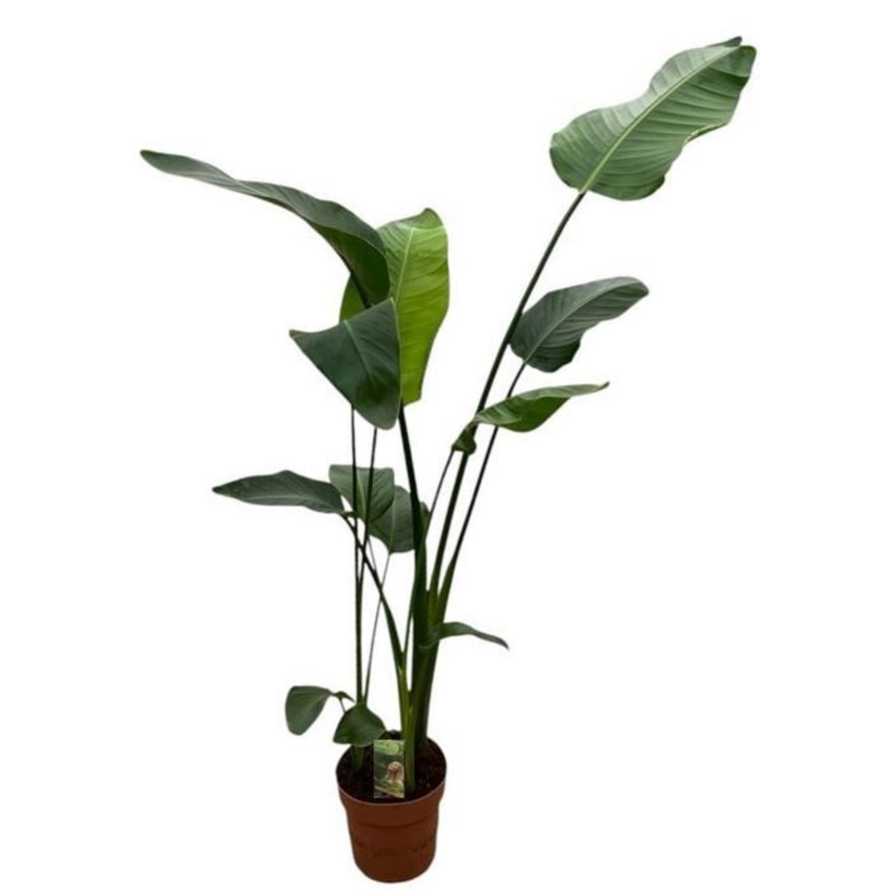 Strelitzia Nicolai - hoogte 120-130.