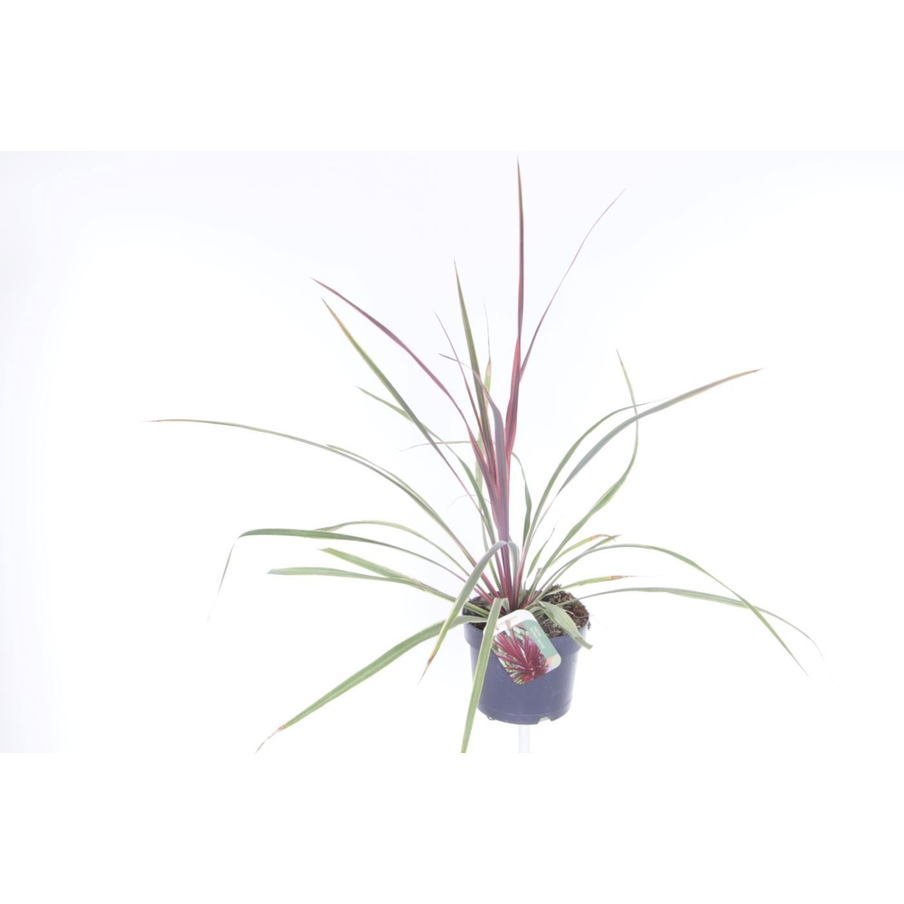 Cordyline australis Red Heart.