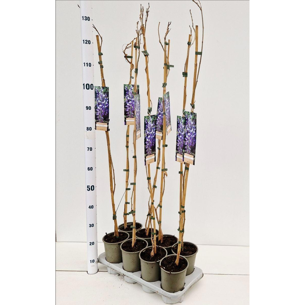 Wisteria sinensis - gestokt.