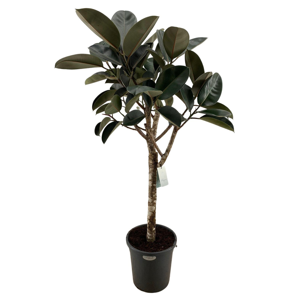 Burgundy rechte stam p31.