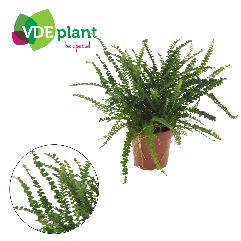 Nephrolepis Duffii 12cm (zonder hoes).