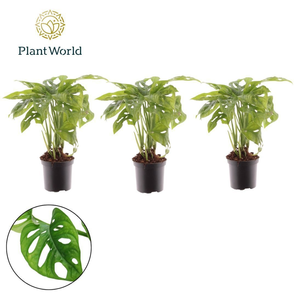 Monstera Monkey Leaf 7 cm.