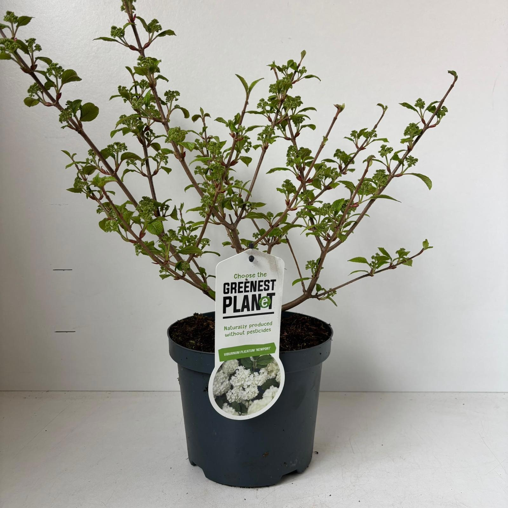 Viburnum plic. 'Newport'.