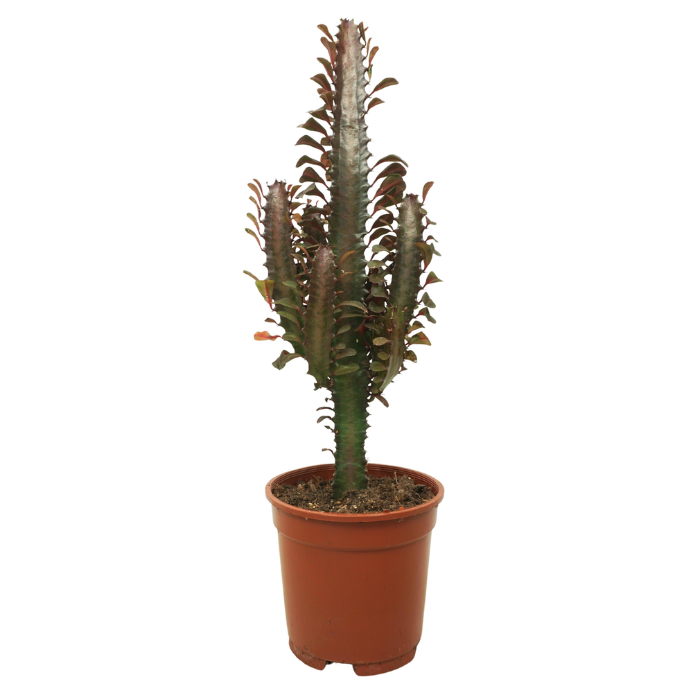 Euphorbia trigona rubra 17 cm.