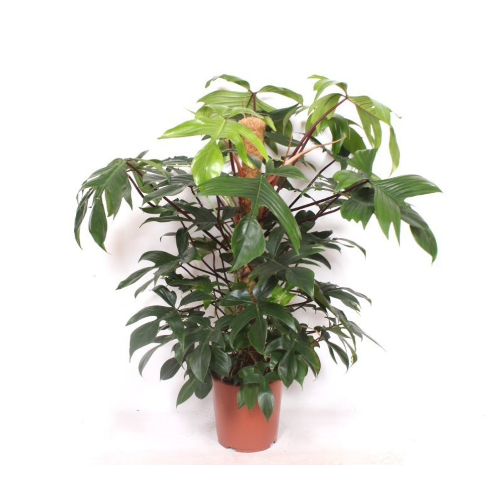 Philodendron pedatum.