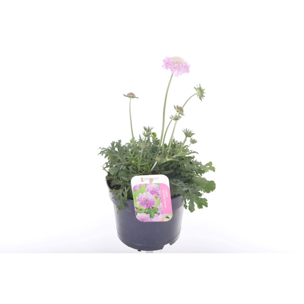 Scabiosa columbaria Pink Mist.