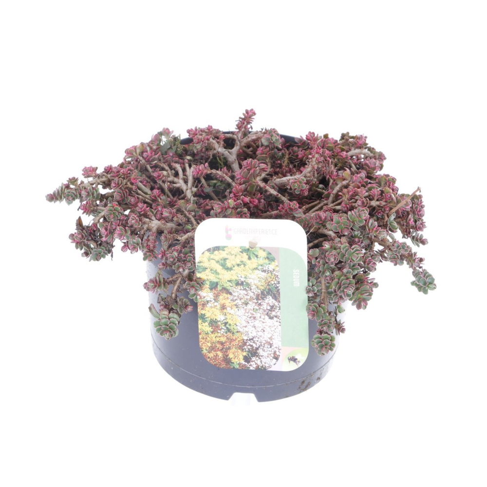 Sedum spurium Tricolor.