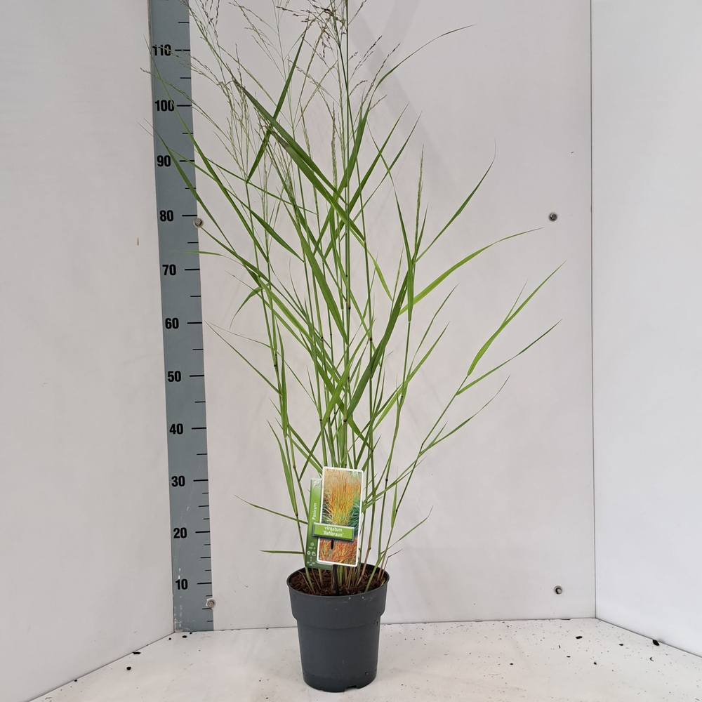 Panicum virgatum 'Rehbraun'.