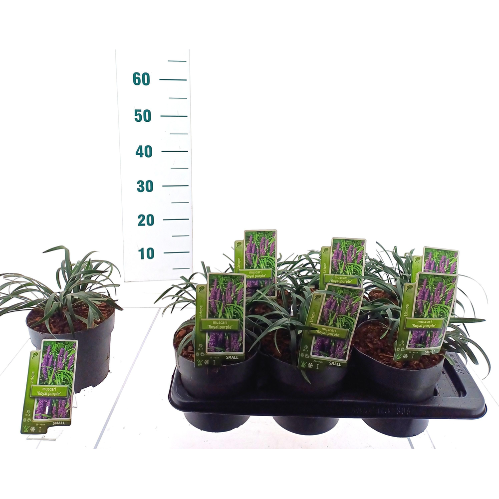 Liriope muscari 'Royal Purple'.