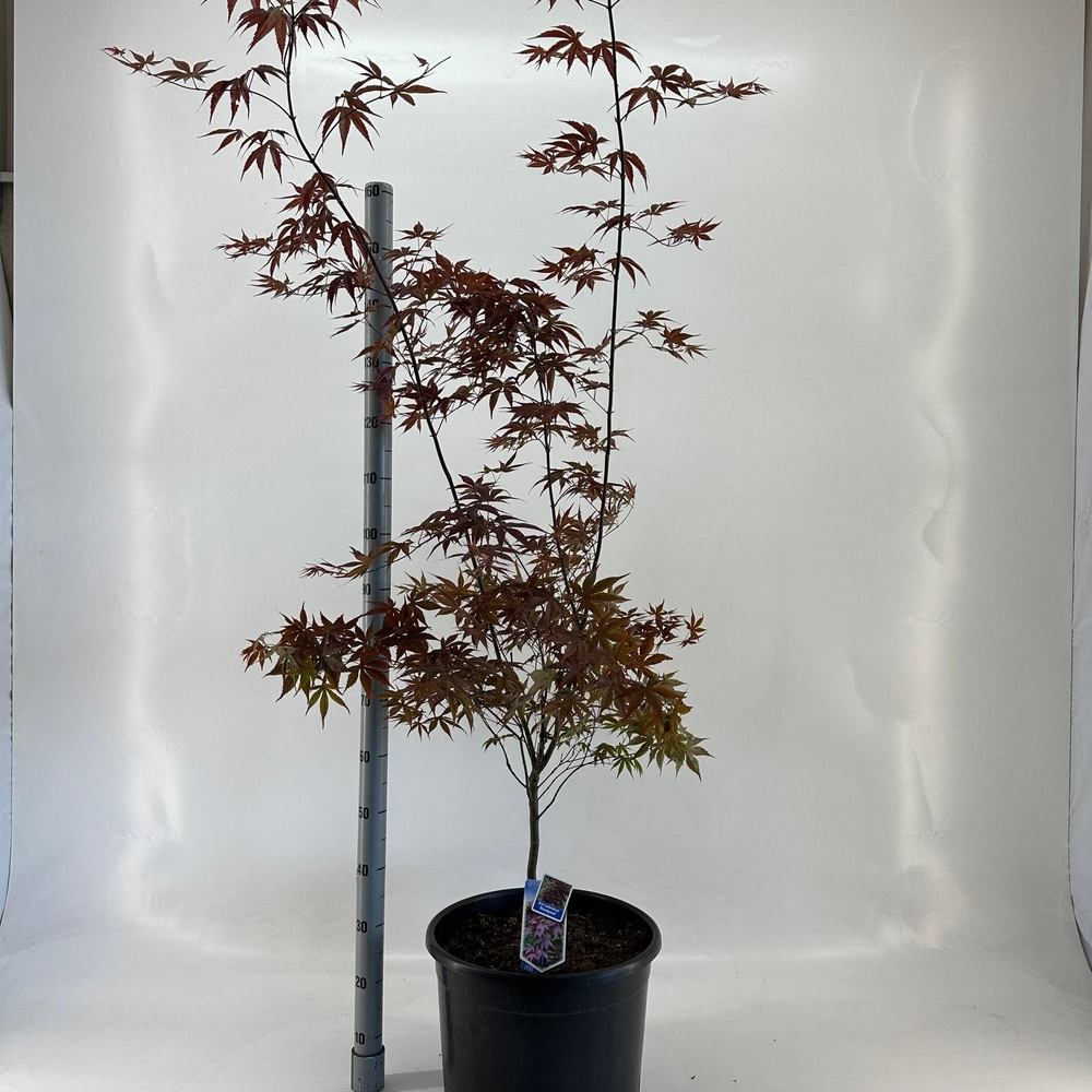 Acer pal. ‘Bloodgood’.