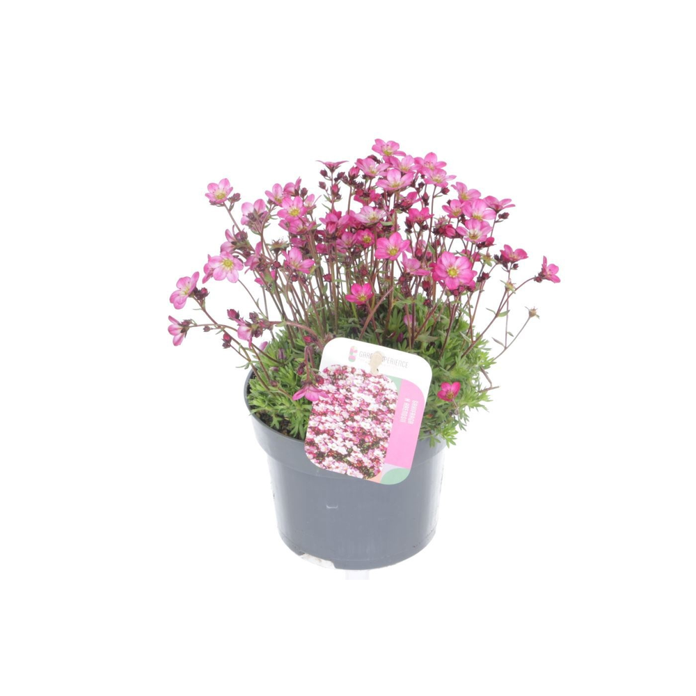 Saxifraga Alpino Rose.