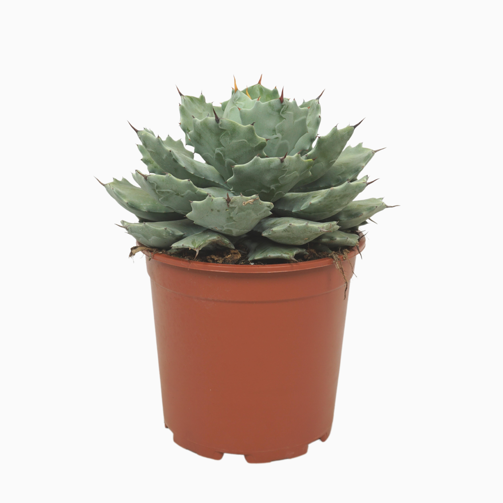 Agave potatorum 21 cm.