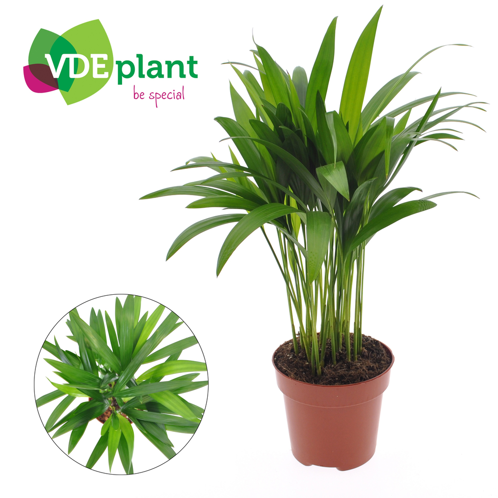Dypsis lutescens (Areca) 12cm (zonder hoes).