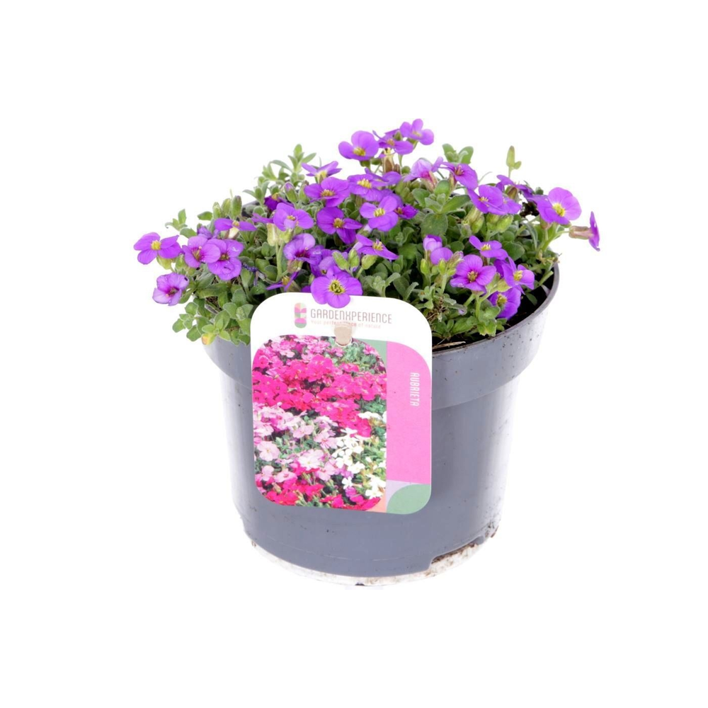 Aubrieta Little Gem.