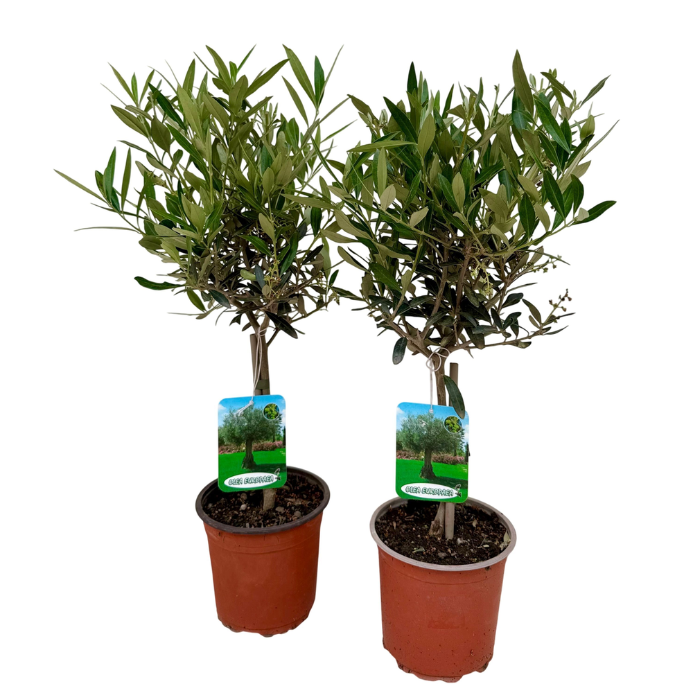 Olea europea P15 stam