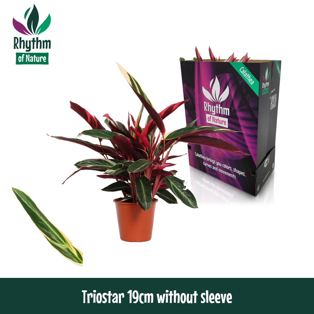 Calathea 19cm Triostar Rhythm of Nature zonder hoe.