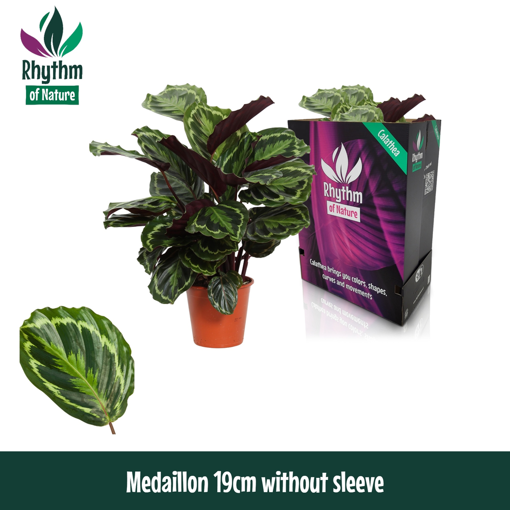 Calathea 19cm Medaillon Rhythm of Nature zonder ho.