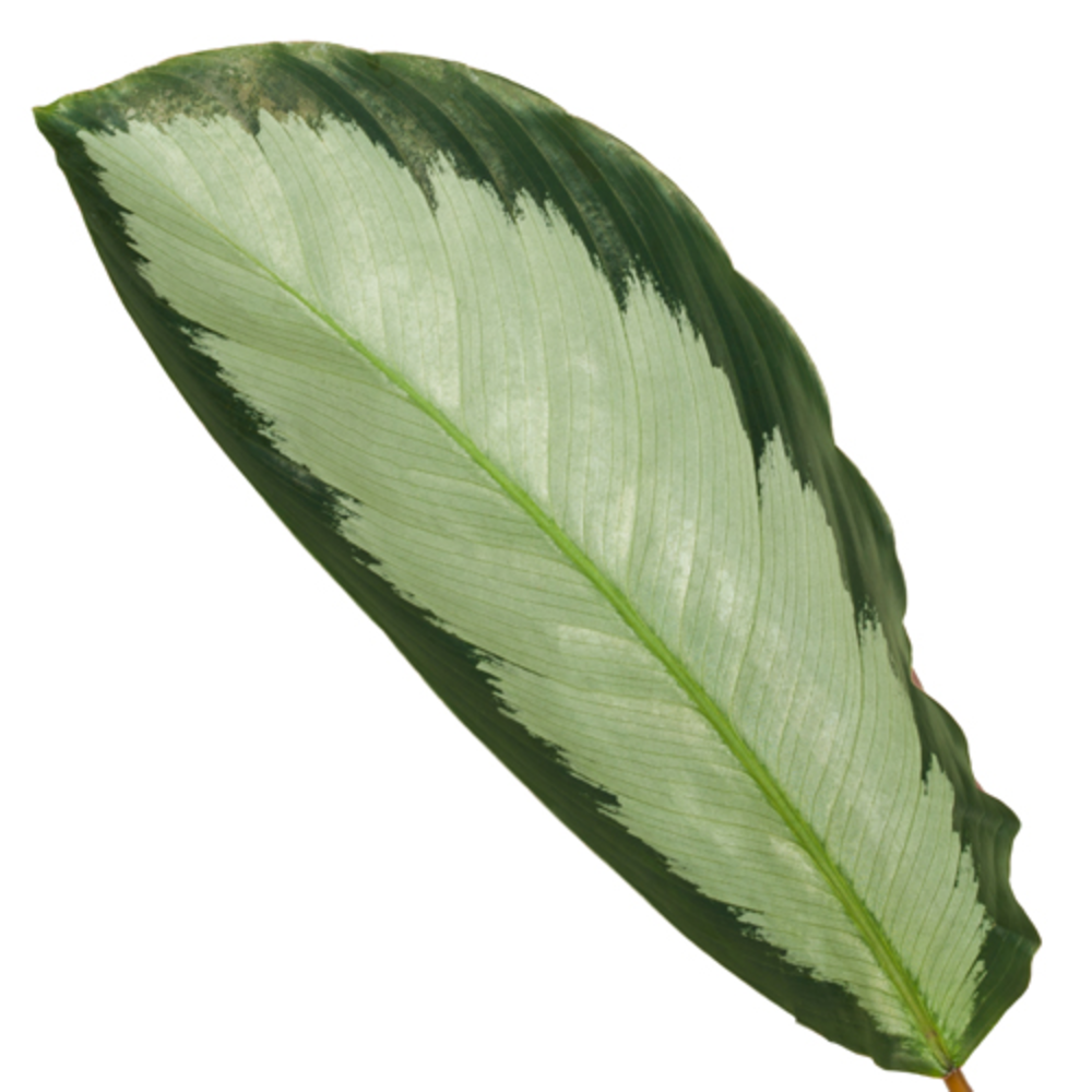 Calathea 17cm Picturata Rhythm of Nature zonder ho.