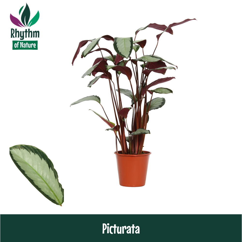 Calathea 17cm Picturata Rhythm of Nature.